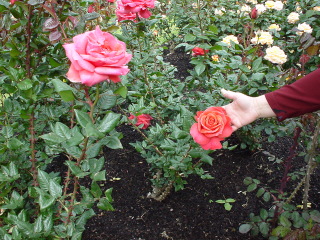 Rose 3